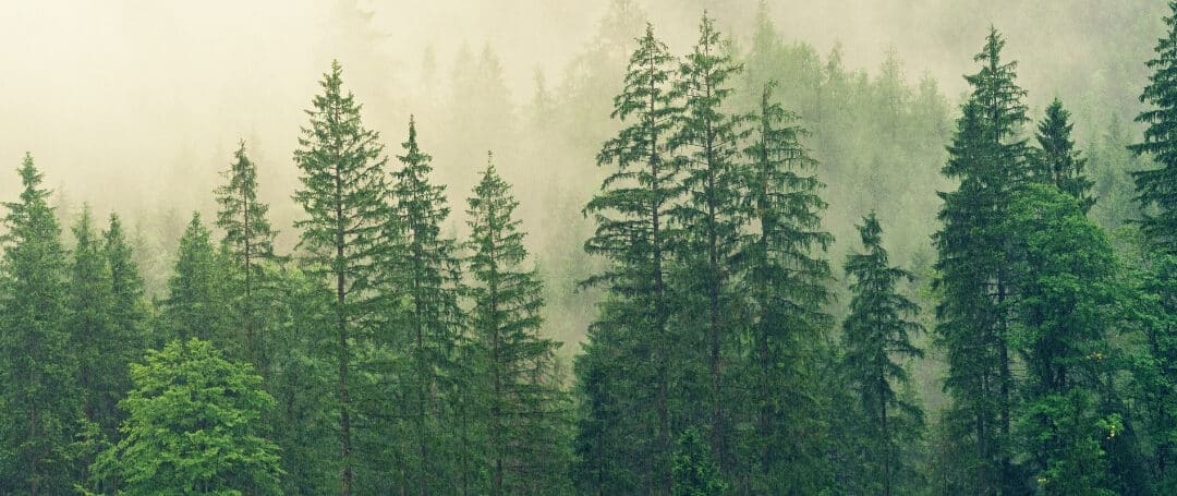 Conteúdo Evergreen: descubra o que é e sua importância